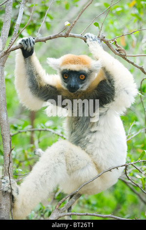 Golden-gekrönter Sifaka (Propithecus Tattersallli) Lemur Fenamby Reserve, Daraina, Madagaskar Stockfoto