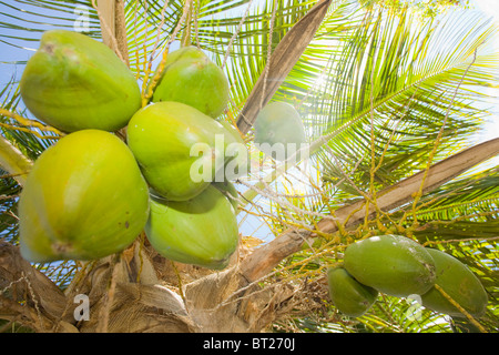 Cocos nucifera Stockfoto