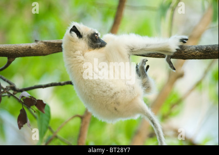 Golden-gekrönter Sifaka Lemur (Propithecus Tattersallli) Fenamby zu reservieren, Daraina, Madagaskar, Baby spielt im Baum Stockfoto