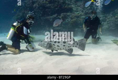 Fisch doch unter Wasser am Great Barrier Reef Stockfoto