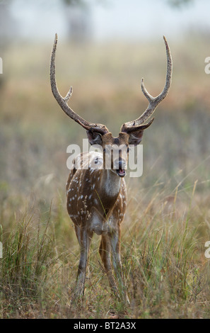 Achse Achse Stockfoto