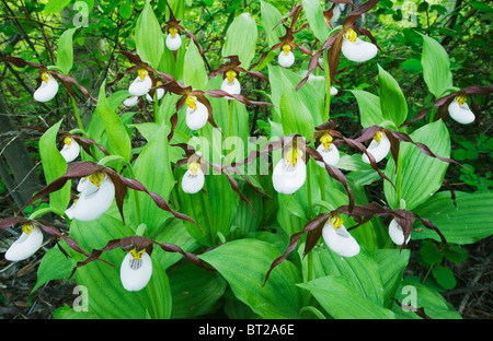 Berg Ladyslipper Orchidee (Cypripedium Montanum) WILD, Methow Valley, Washington Stockfoto