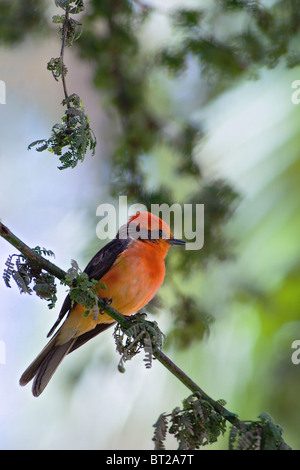 Die Vermilion Flycatcher (Pyrocephalus Rubinus). Leuchtend rot Birdie sitzt auf einem Ast auf Licht grün hinterlegt ist. Stockfoto