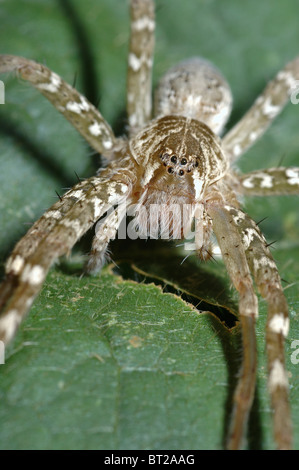 Spinne (Cispius SP.: Pisauridae) auf einem Blatt im Regenwald, Ghana Stockfoto