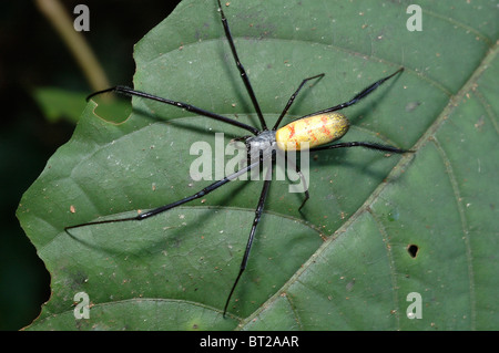 Eine Bananenspinne (Nephila Senegalensis: Tetragnathidae) weibliche im Regenwald, Ghana Stockfoto