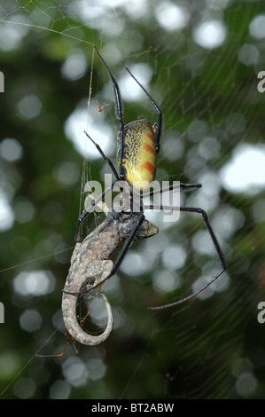 Eine Bananenspinne (Nephila Senegalensis: Tetragnathidae) weibliche Fütterung auf eine Eidechse in ihrem Netz im Regenwald, Ghana Stockfoto