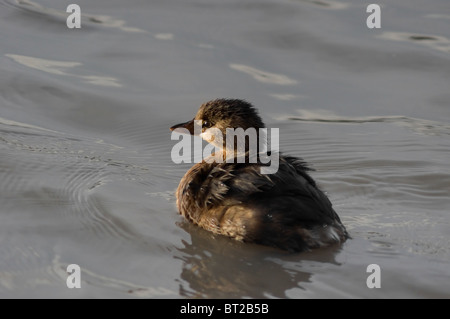 Junge amerikanische Blässhuhn (Fulica Americana) in einem See in Mexiko Stockfoto