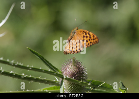 Argynnis Paphia, Fritillary Silber gewaschen. Der Schmetterling nähert sich eine Distel zu füttern. Stockfoto