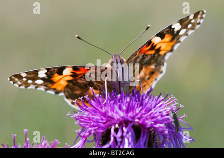 Distelfalter Vanessa Cardui, Erwachsener, Fütterung, Kent, England, Sommer. Stockfoto