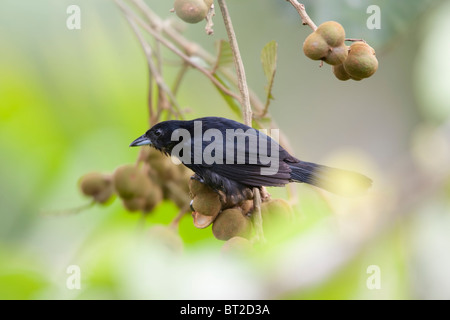 Weiß gesäumten Tanager (Tachyphonus Rufus), männliche ernähren sich von Früchten. Stockfoto