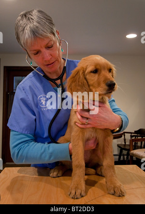 Weibliche Tierarzt untersucht ein Welpe in einer tierärztlichen Klinik Stockfoto