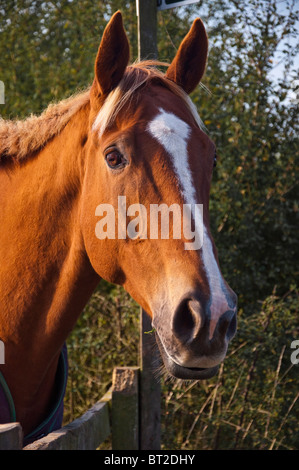 rotes Pferd Blick über Zaun Stockfoto