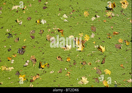 Gefallene Blätter und grüne Algen am Fluss Oberfläche gesammelt Stockfoto