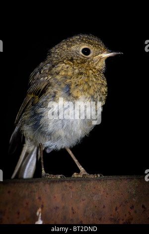 Gerade flügge Vogel auf Erstflug aus dem Nest. Erithacus Rubecula, Robin Stockfoto