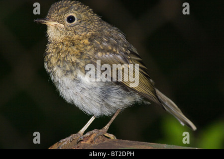 Gerade flügge Vogel auf Erstflug aus dem Nest. Erithacus Rubecula, Robin Stockfoto