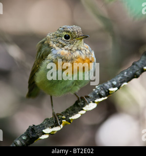 Gerade flügge Vogel auf Erstflug aus dem Nest. Erithacus Rubecula, Robin Stockfoto