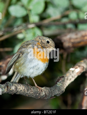 Gerade flügge Vogel auf Erstflug aus dem Nest. Erithacus Rubecula, Robin Stockfoto