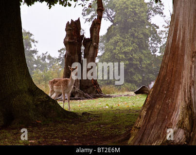 Eine schüchterne Damwild späht durch eine Gruppe von Bäumen Stockfoto