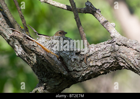 Die gemeinsame Buchfinken (Fringilla Coelebs) ist in der wilden Natur. Stockfoto