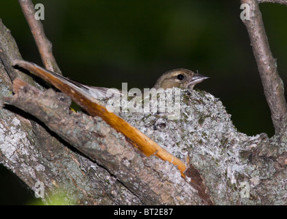 Die gemeinsame Buchfinken (Fringilla Coelebs) ist in der wilden Natur. Stockfoto