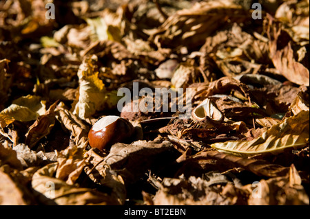 Frisch gefallenen Kastanien auf den herbstlichen Wald Stock Aesculus hippocastanum Stockfoto