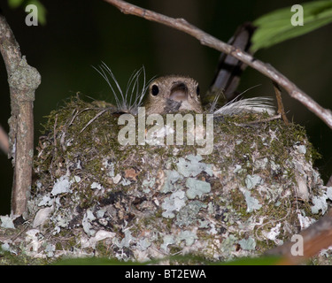 Die gemeinsame Buchfinken (Fringilla Coelebs) ist in der wilden Natur. Stockfoto