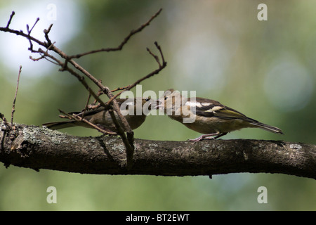 Die gemeinsame Buchfinken (Fringilla Coelebs) ist in der wilden Natur. Stockfoto