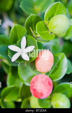 Carissa Grandiflora oder C. macrocarpa Stockfoto