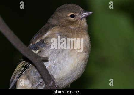 Die gemeinsame Buchfinken (Fringilla Coelebs) ist in der wilden Natur. Stockfoto