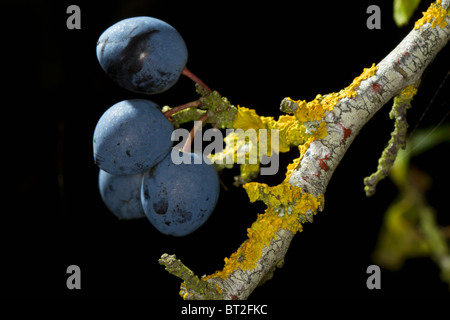 Früchte von Prunus Spinosa (Schlehe oder Schlehe) Stockfoto