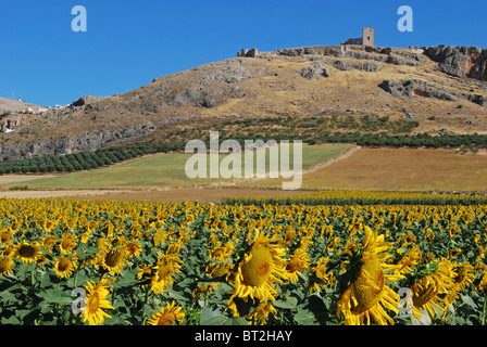 Sonnenblumenfeld mit dem Schloss auf der Rückseite, Teba, Provinz Malaga, Andalusien, Spanien, Westeuropa. Stockfoto