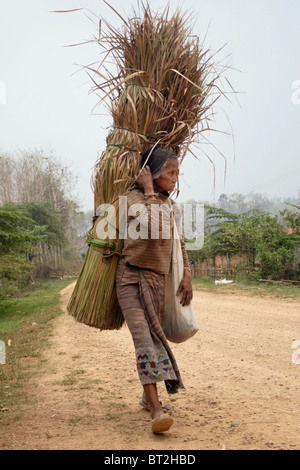 Eine Frau trägt eine Last von Bambus über die Schulter, beim gehen auf einem Feldweg in der Nähe von einem kleinen Dorf in kommunistische Laos. Stockfoto