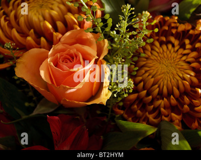 orange Blumen im Herbst Licht Stockfoto