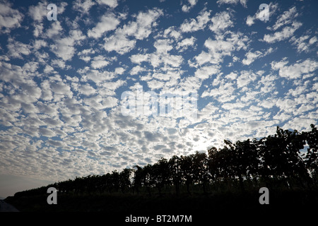 Bäume in einer Reihe mit vielen Wolken am Himmel Stockfoto