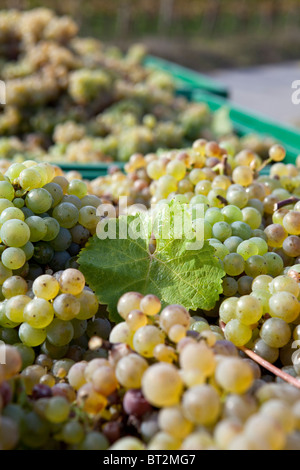 weiße Trauben mit al-Blatt Stockfoto