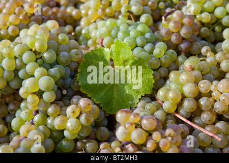 weißen Sie Chardonnay-Trauben mit einem Blatt dazwischen Stockfoto