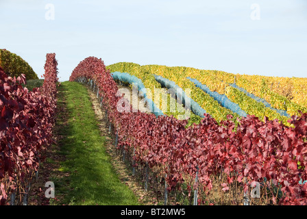Zeilen eines Weinbergs mit roten und gelben Blätter Stockfoto