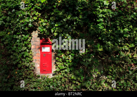 Roten Briefkasten eingelassen ein Efeu bedeckt Ziegelwand in Gawsworth Cheshire UK Stockfoto