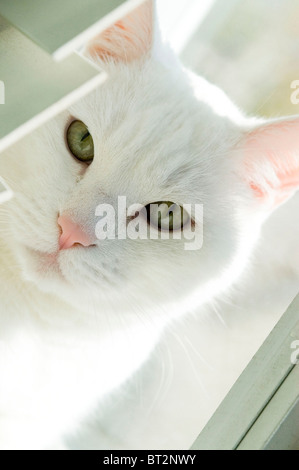 Jasper, die weiße Katze starrte auf die Kamera Stockfoto