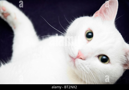 Jasper, die weiße Katze starrte auf die Kamera Stockfoto