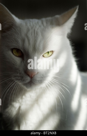 Jasper, die weiße Katze starrte auf die Kamera Stockfoto