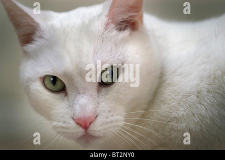 Jasper, die weiße Katze starrte auf die Kamera Stockfoto