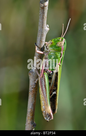 Streifen-geflügelte Heuschrecke (Stenobothrus Lineatus) Stockfoto