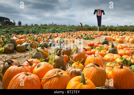 Vogelscheuche, Halloween Pumpkin Patch, Santa Ynez Valley, California, Vereinigte Staaten von Amerika Stockfoto