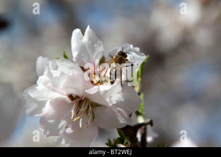 Honigbiene auf Mandelblüte TRIVIALNAME Honigbiene Honigbiene, Mandelblüte lateinische NAME Apis Mellifera, Prunus dulcis Stockfoto