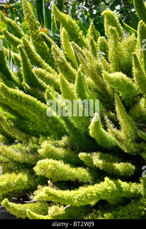 Pflanzen an der Santa Barbara Mission, Kalifornien, USA Stockfoto