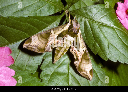 Großen Pandorus Sphinx Motte, ein Tag fliegenden Nachtfalter (Eumorpha Pandorus) auf grünen Blättern und rosa Blüten, USA Stockfoto