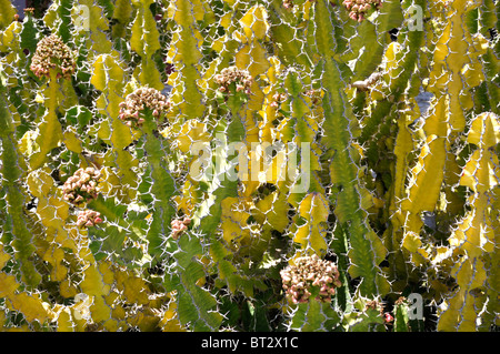 Pflanzen an der Santa Barbara Mission, Kalifornien, USA Stockfoto