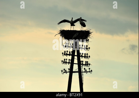 Störche Storch in der Biebrza River Reservation in Region Podlachien, Polen Stockfoto