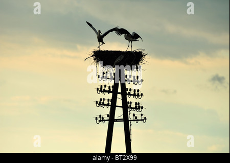 Störche Storch in der Biebrza River Reservation in Region Podlachien, Polen Stockfoto